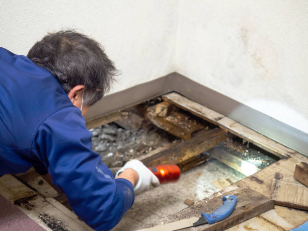 Best Toxic Mold Removal  in Minor, AL
