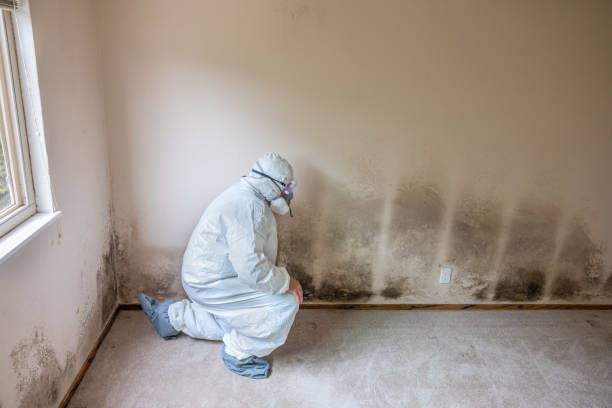 Best Mold Damage Repair  in Minor, AL