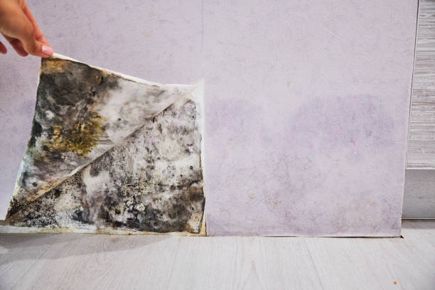 Best Attic Mold Removal  in Minor, AL